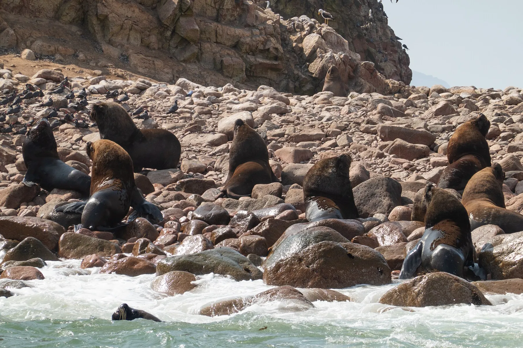 Lobos marinos en Islas Ballestas